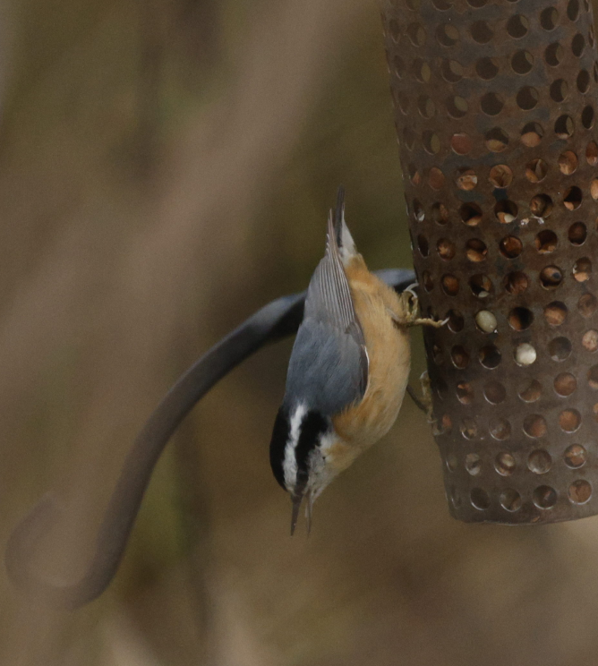 Red-breasted Nuthatch - ML646592605
