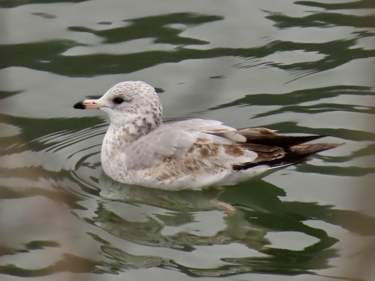 Ring-billed Gull - ML646592606