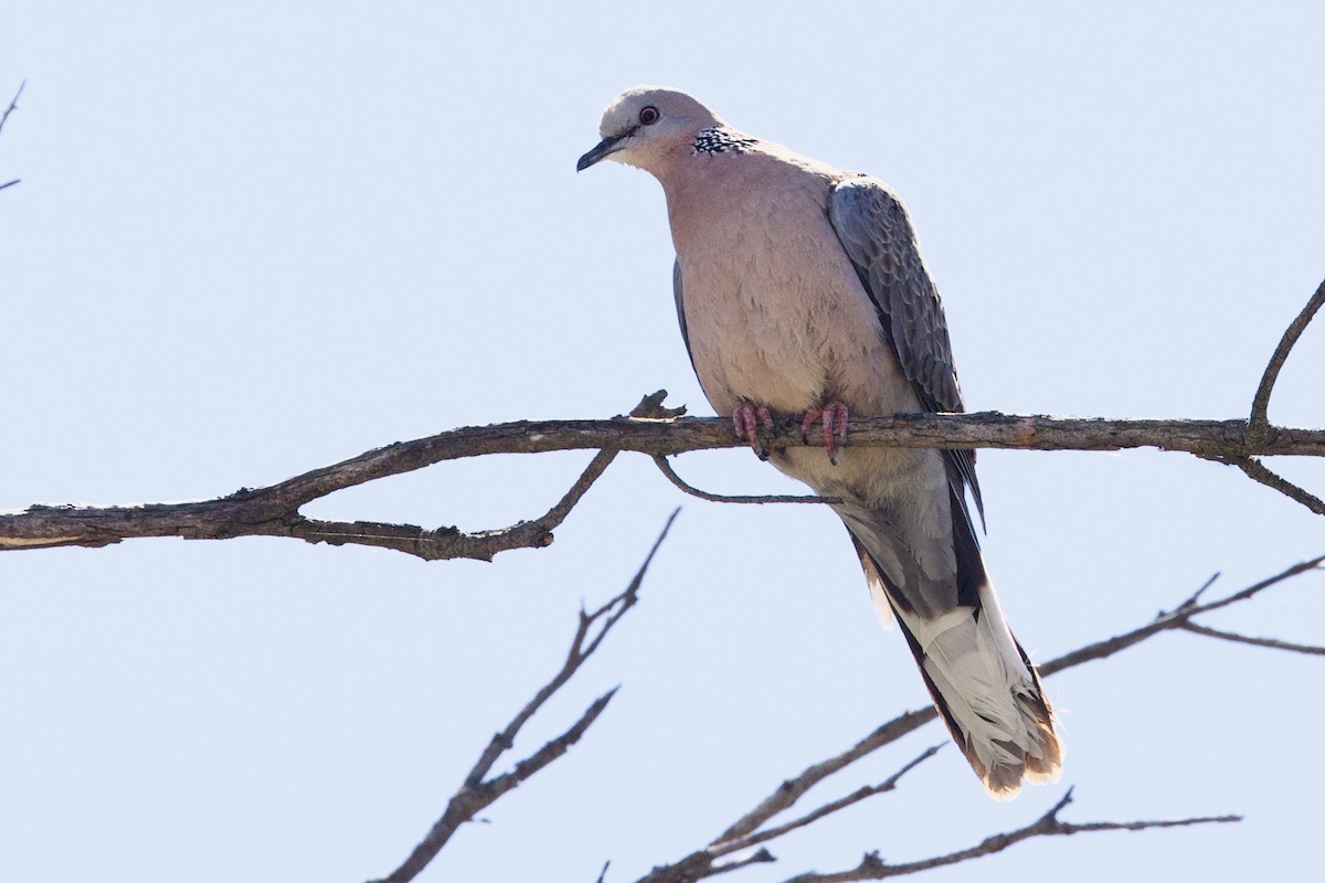 Spotted Dove - ML646592607