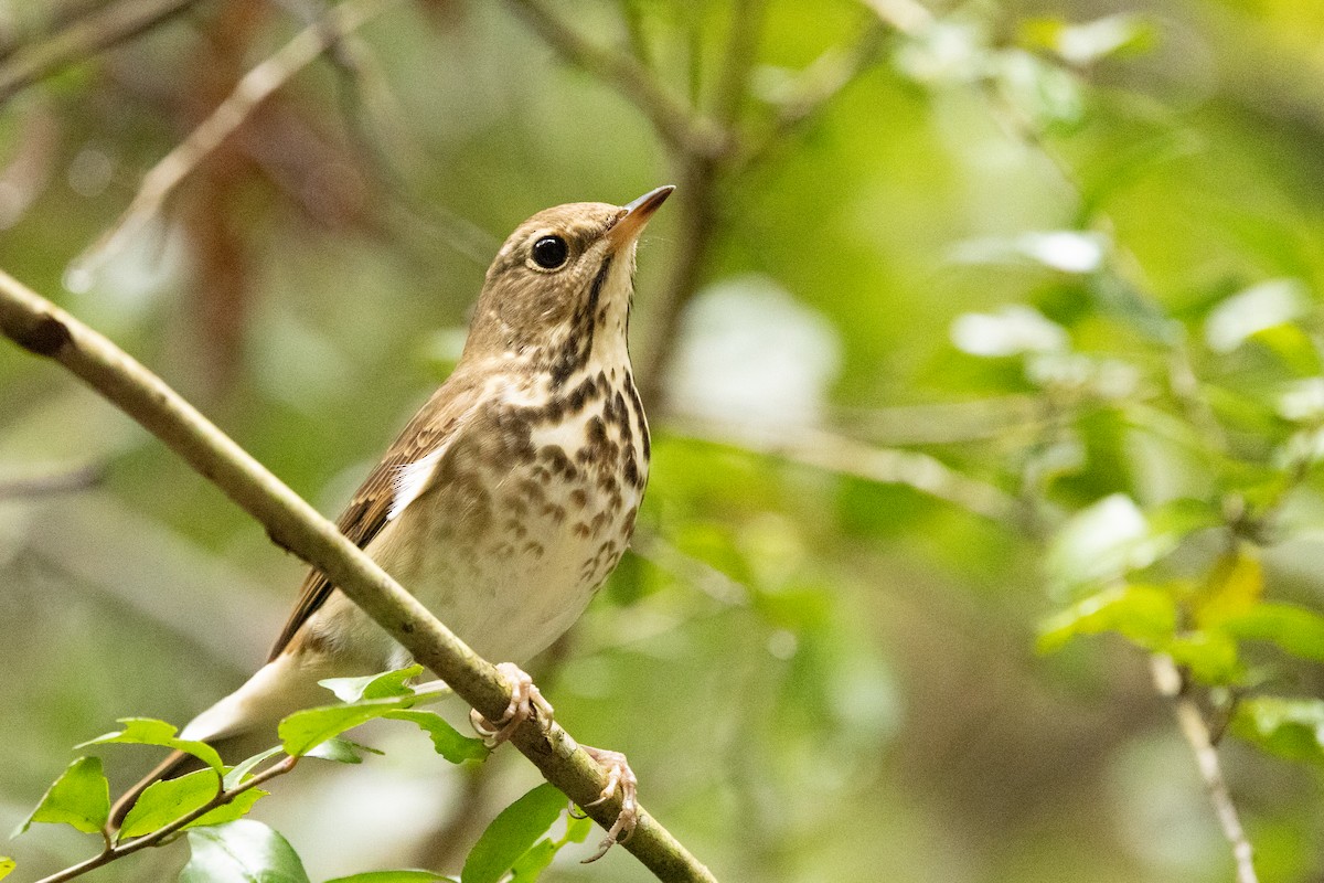 Дрізд-короткодзьоб плямистоволий - ML646592608