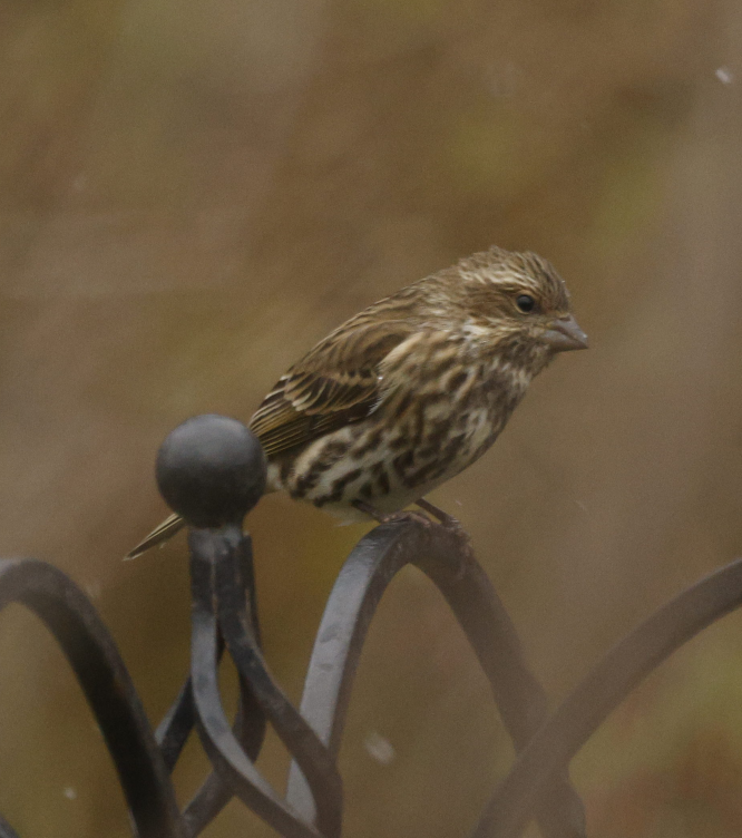 Purple Finch - ML646592613