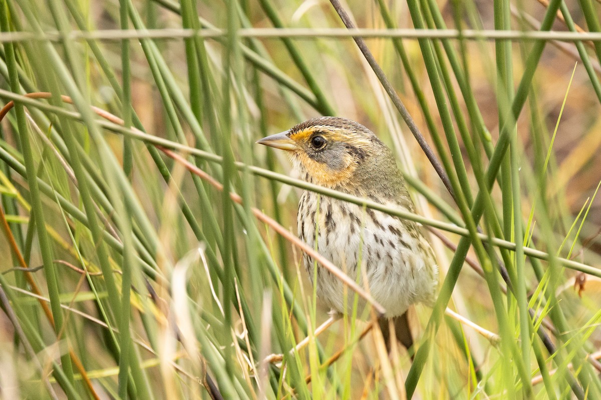 Saltmarsh Sparrow - ML646592615