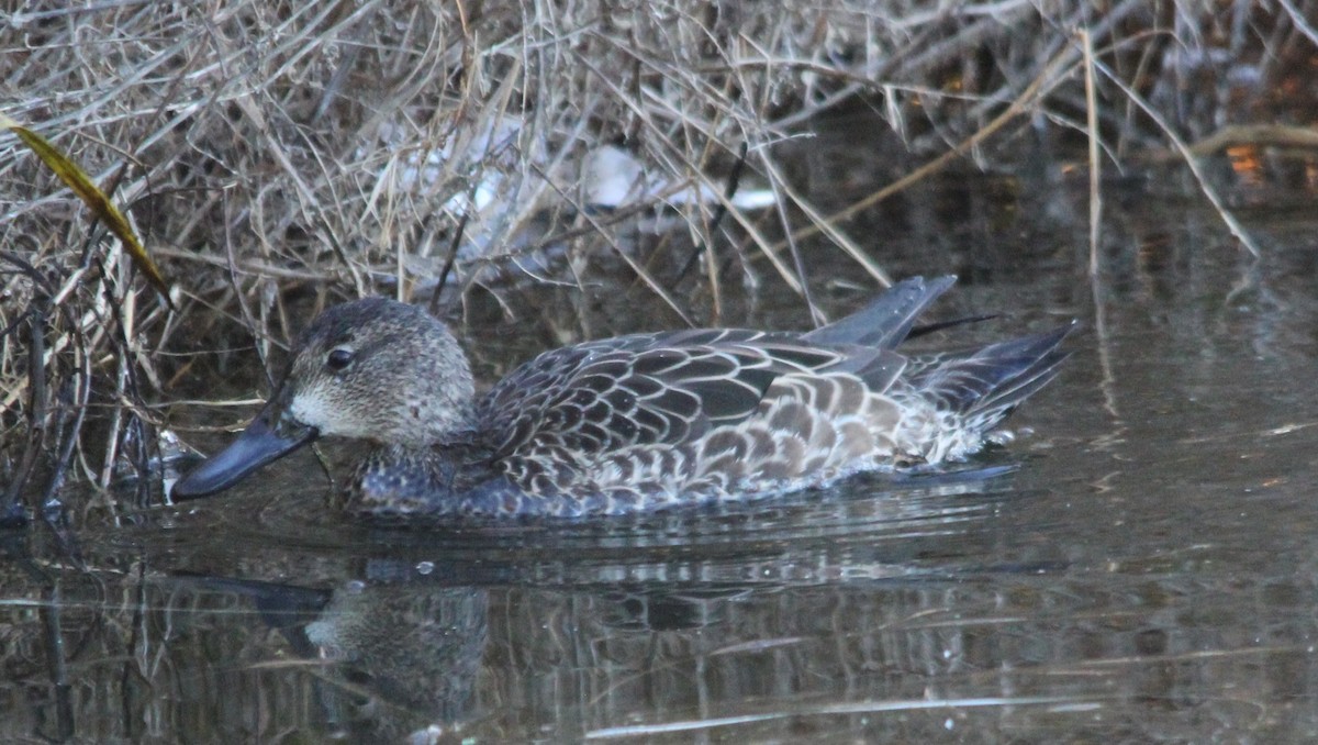 Синекрылый чирок - ML646592616