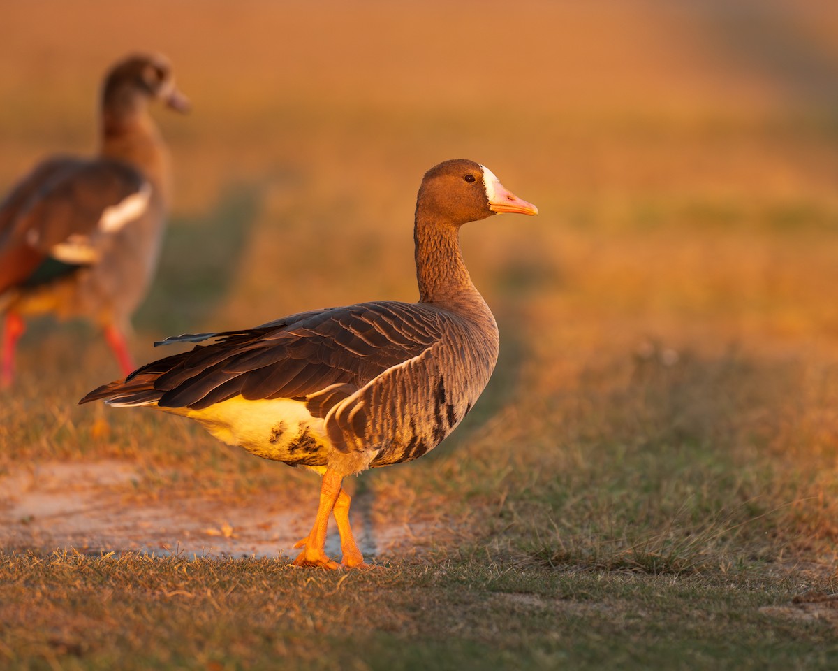 Greater White-fronted Goose - ML646592618