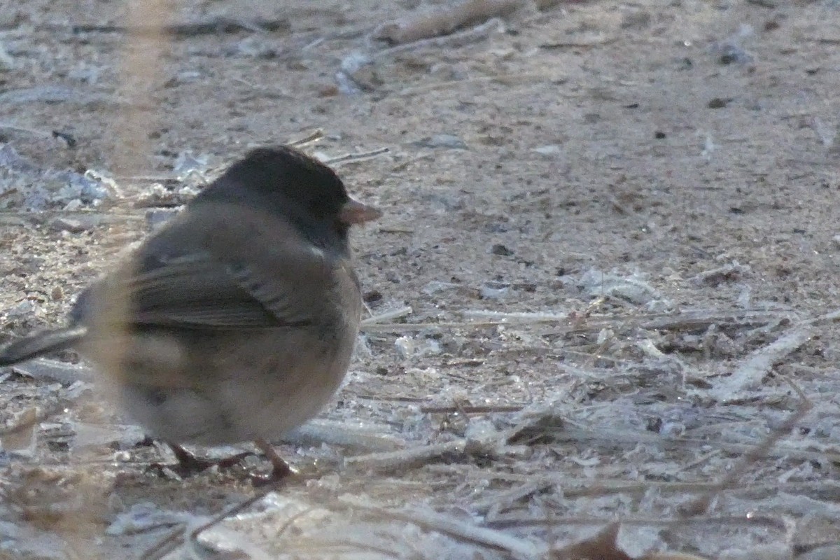 strnadec zimní - ML646592620