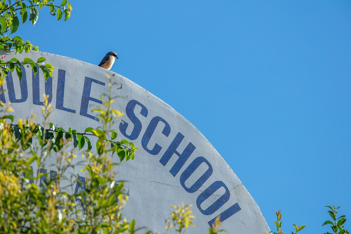Gray-backed Shrike - ML646592621