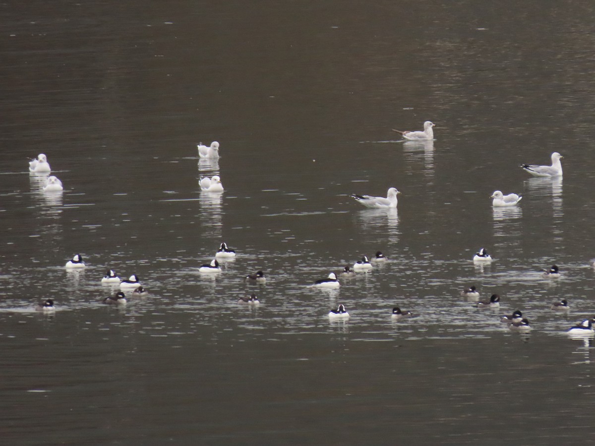 American Herring Gull - ML646592622