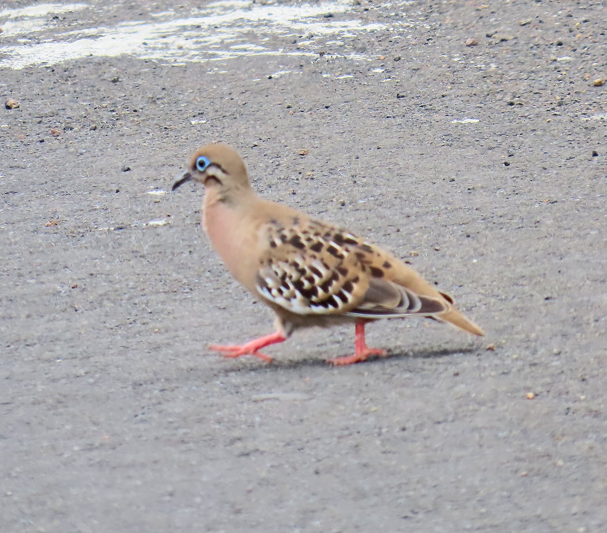 Galapagos Dove - ML646592625