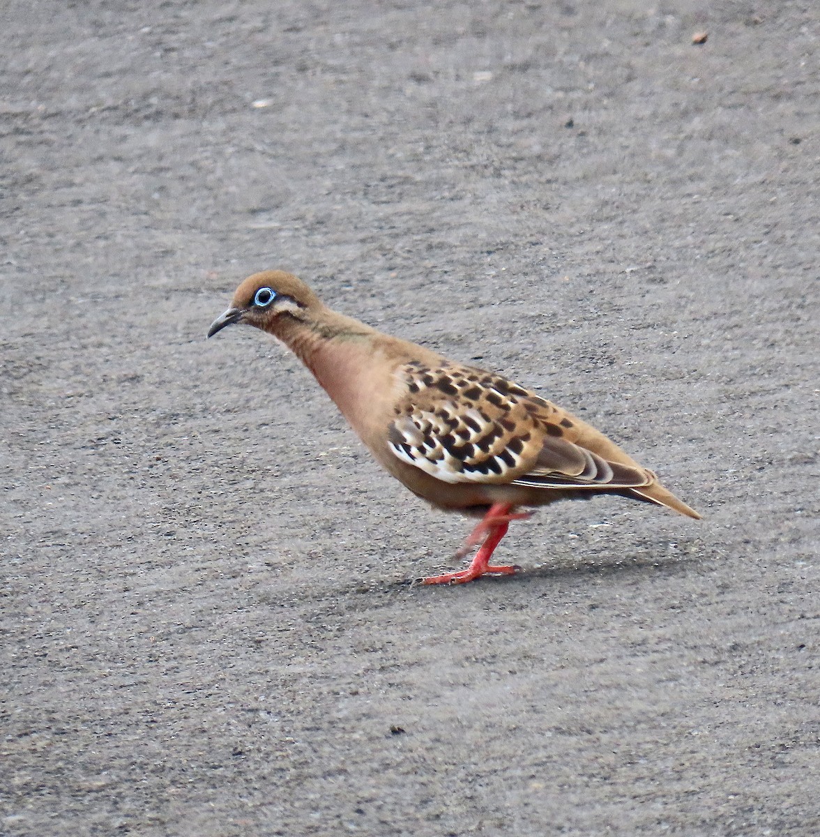 Galapagos Dove - ML646592626