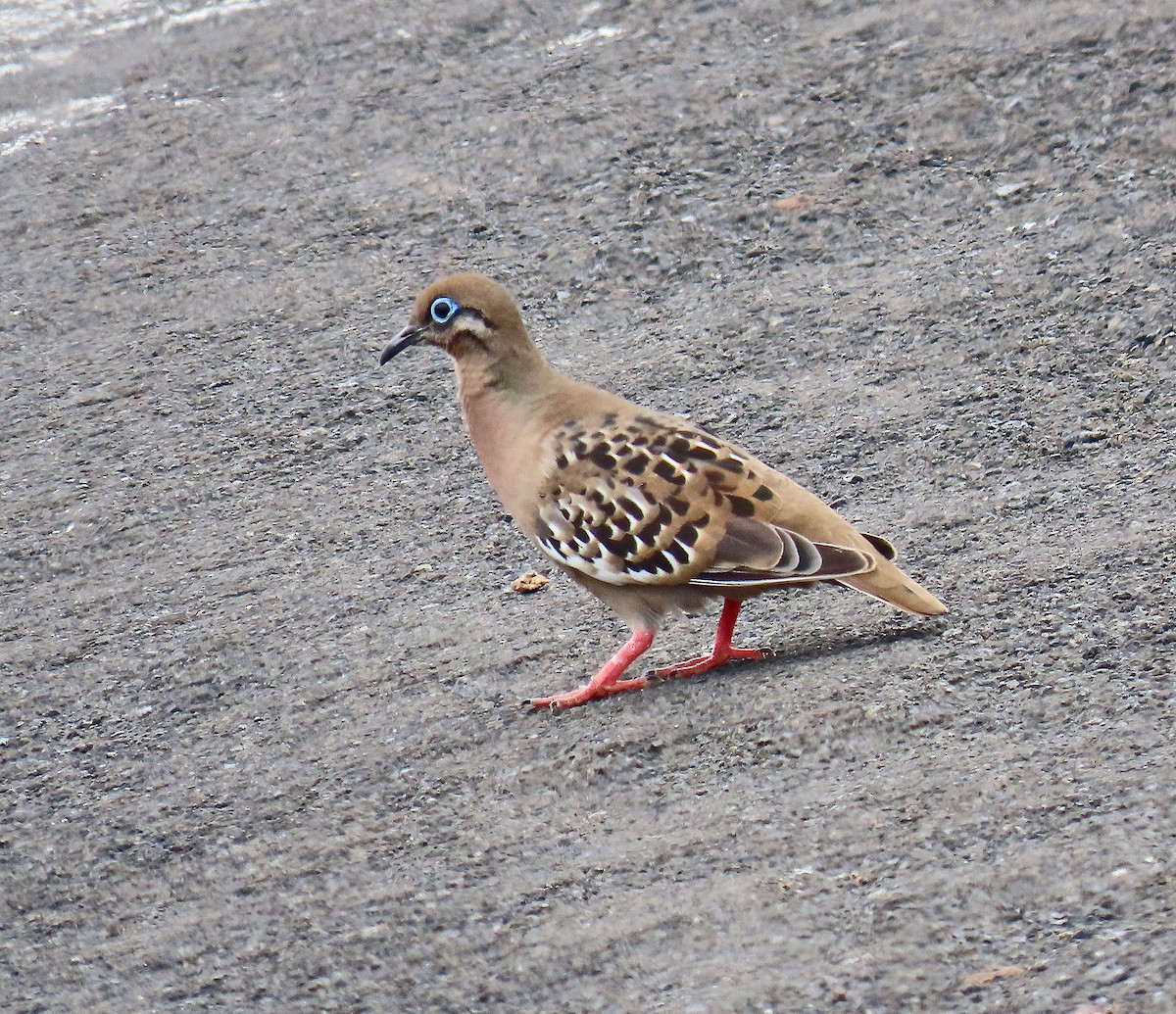 Galapagos Dove - ML646592627