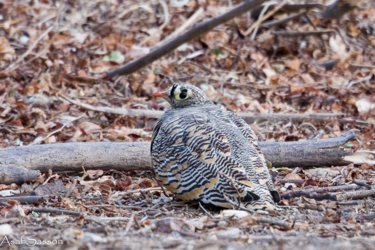 Lichtenstein's Sandgrouse - ML646592628
