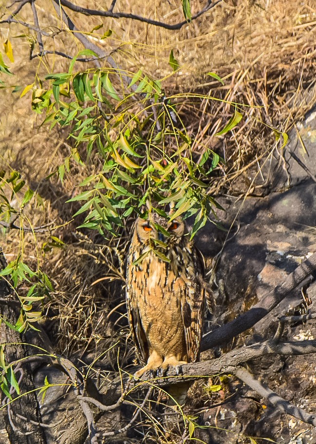Rock Eagle-Owl - ML646592630