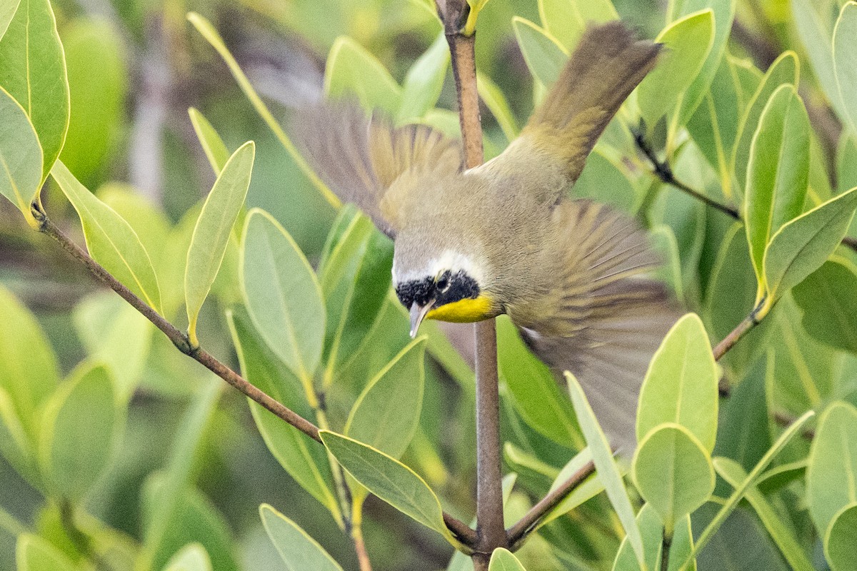 Северная желтогрудка - ML646592631
