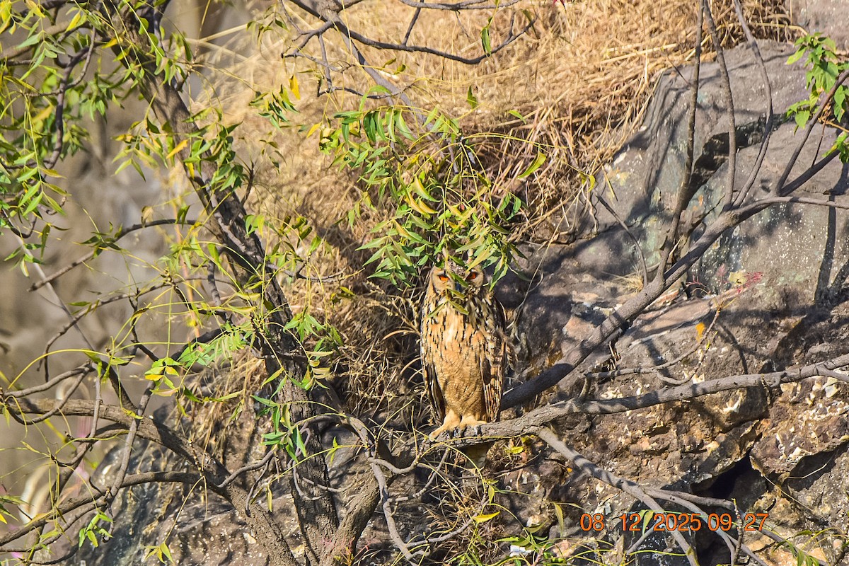 Rock Eagle-Owl - ML646592632