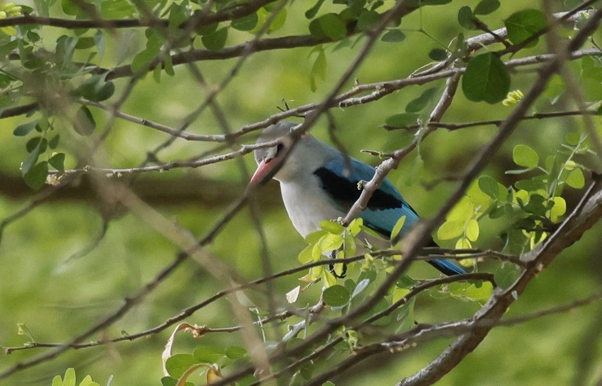 ledňáček africký - ML646592633