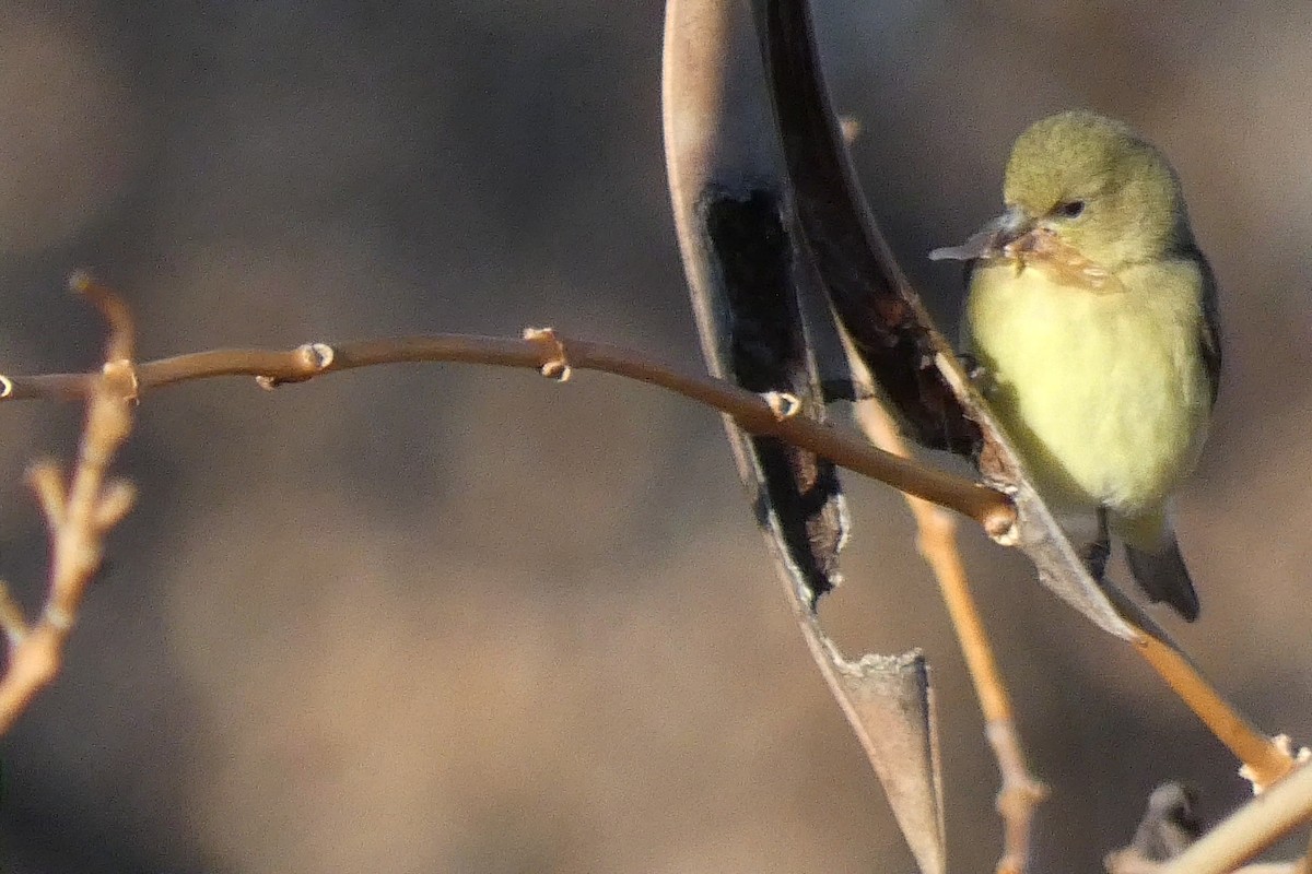 Lesser Goldfinch - ML646592634