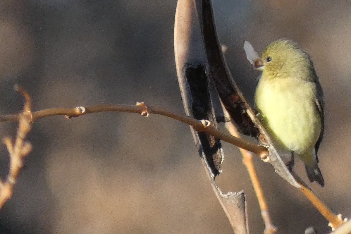 Lesser Goldfinch - ML646592635