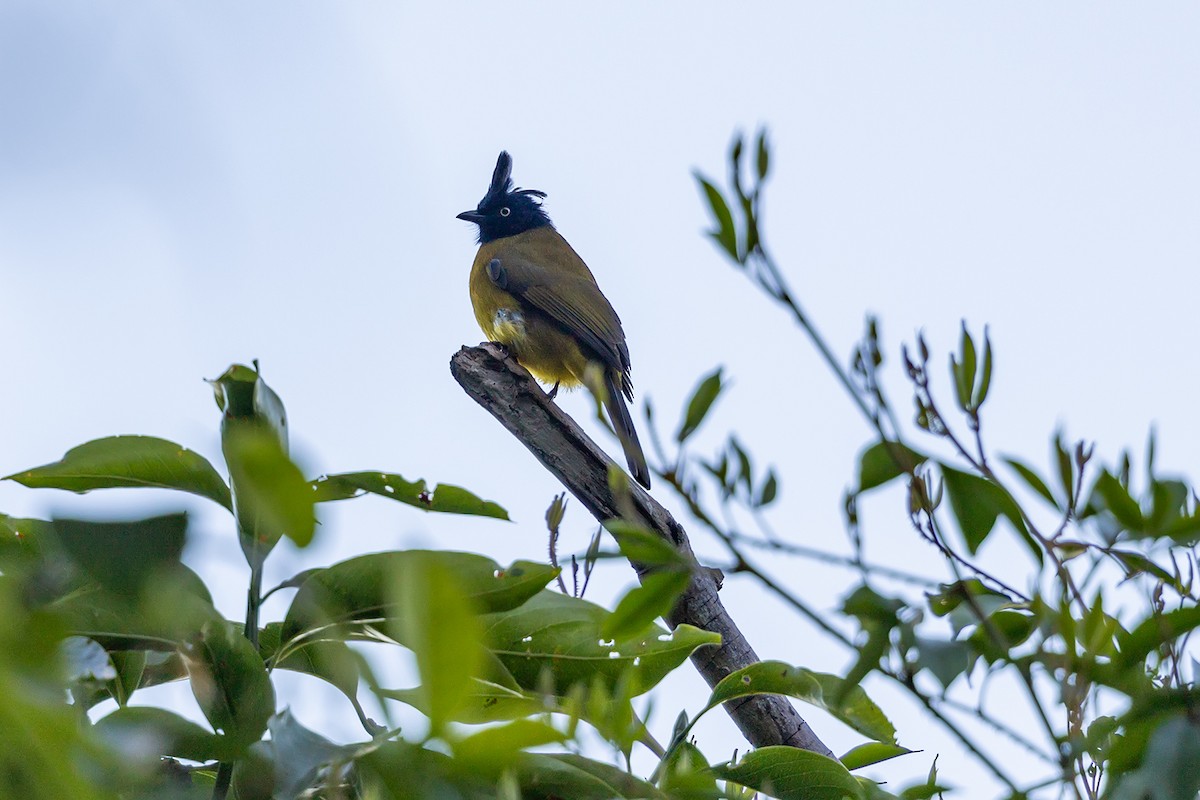Black-crested Bulbul - ML646592636