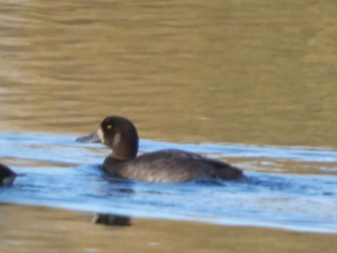 Морская чернеть - ML646592637