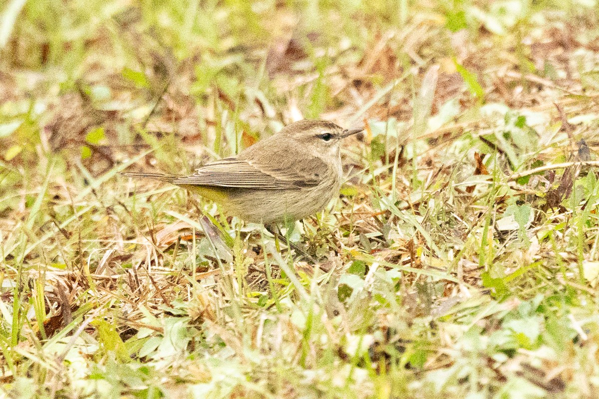 Пальмовая древесница (palmarum) - ML646592638