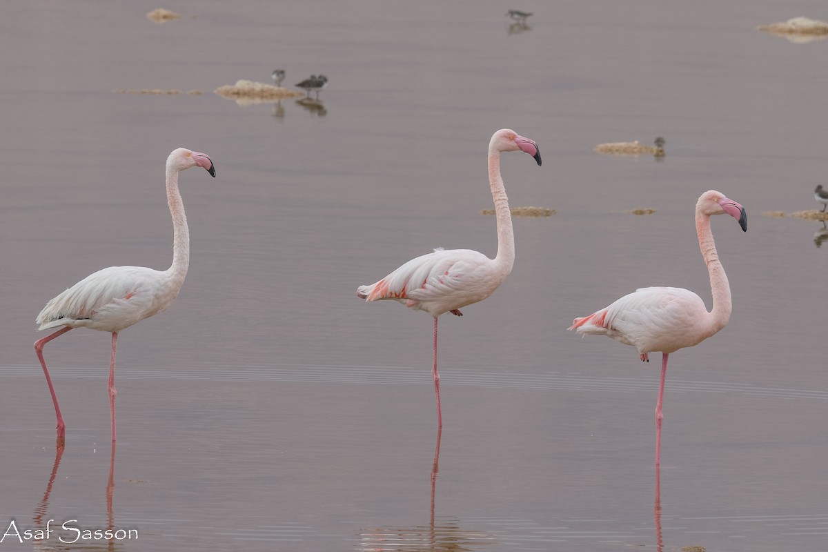 Ягаан нал - ML646592639