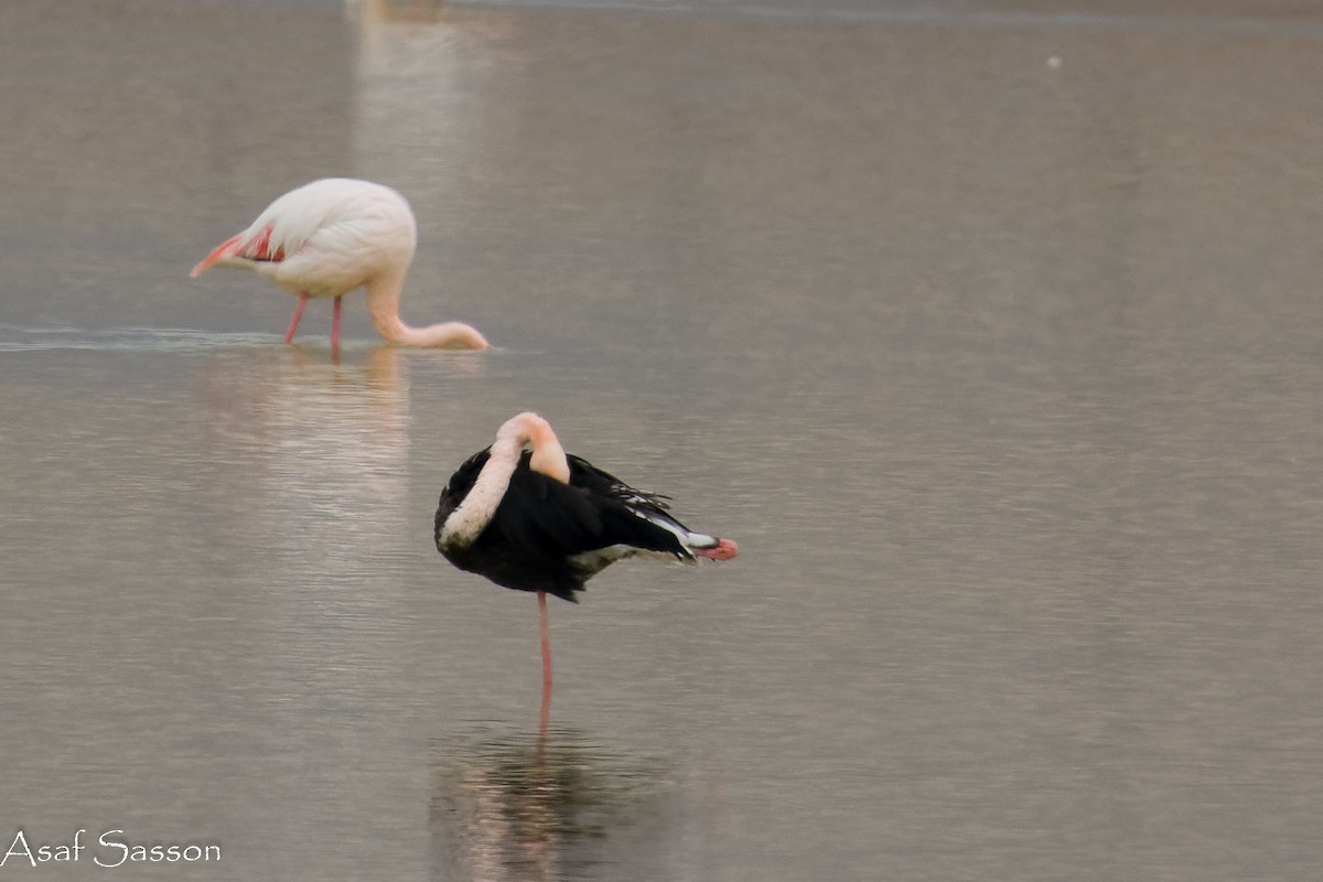 Ягаан нал - ML646592640