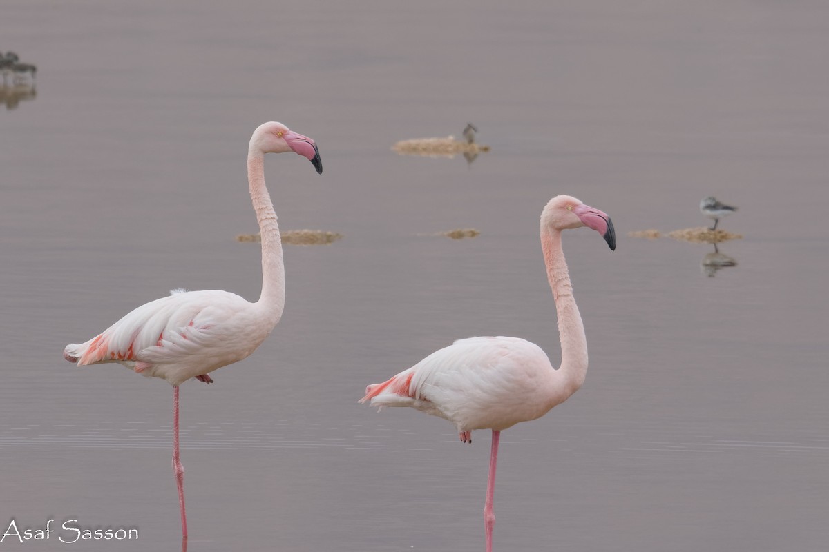 Ягаан нал - ML646592641