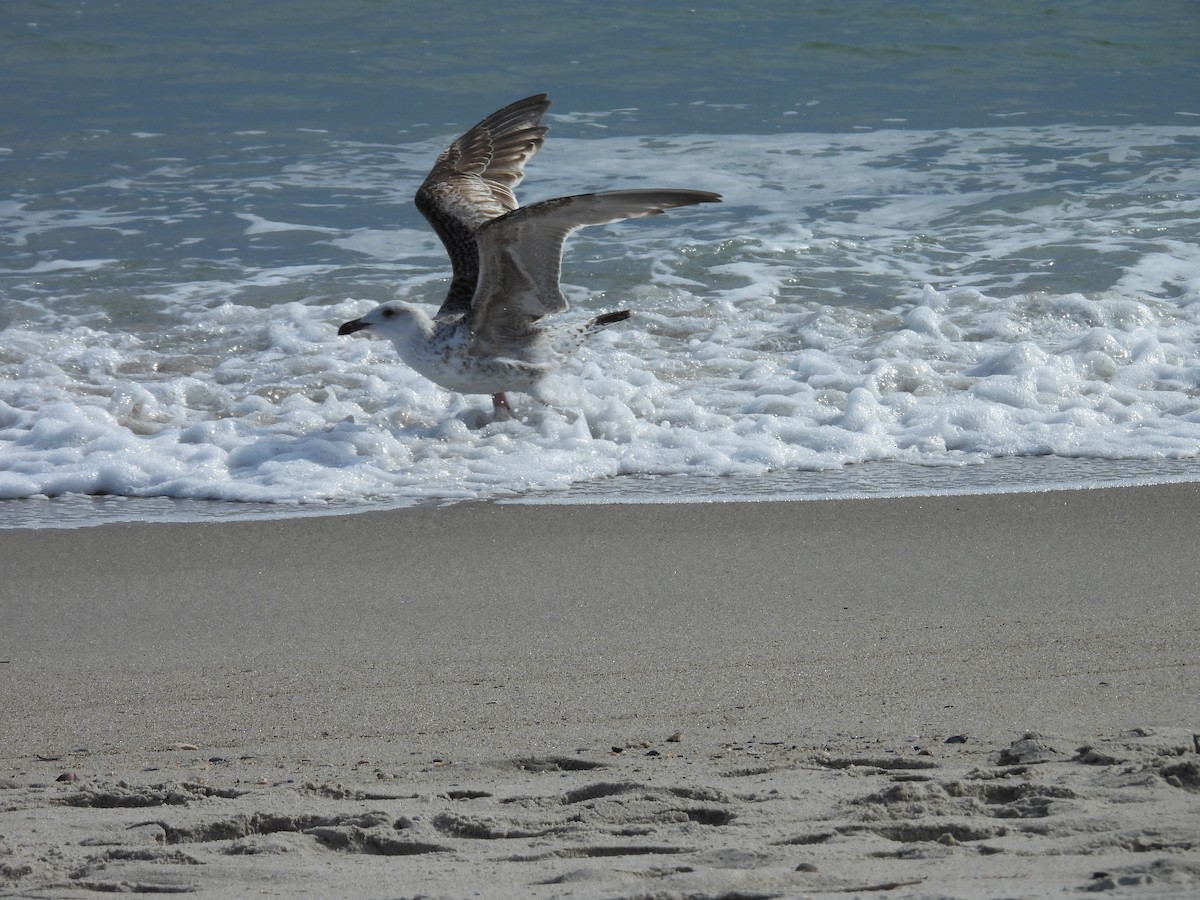 Great Black-backed Gull - ML646592643