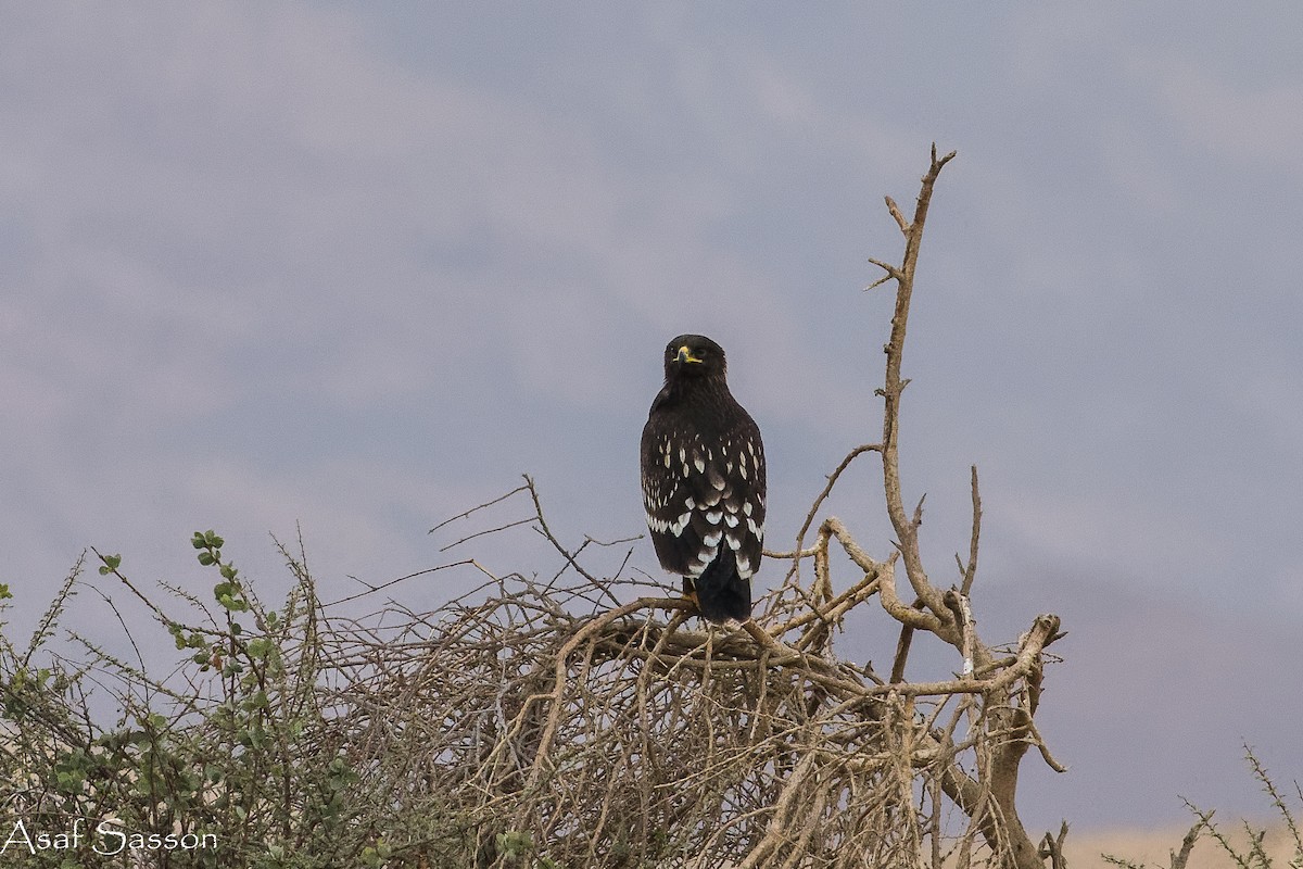 Бор бүргэд - ML646592654