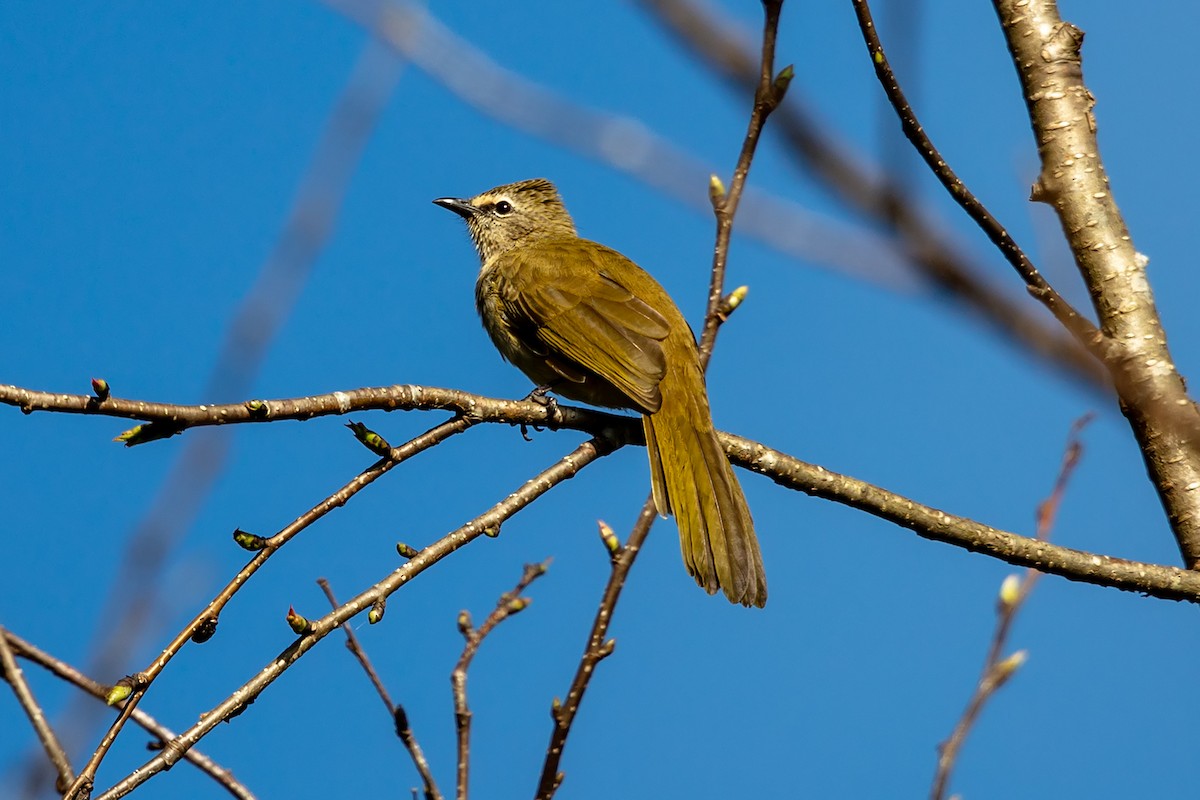 Flavescent Bulbul - ML646592656
