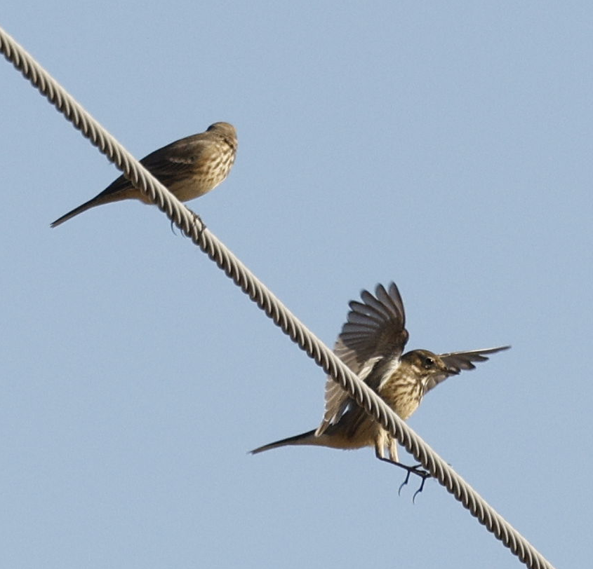 American Pipit - ML646592657