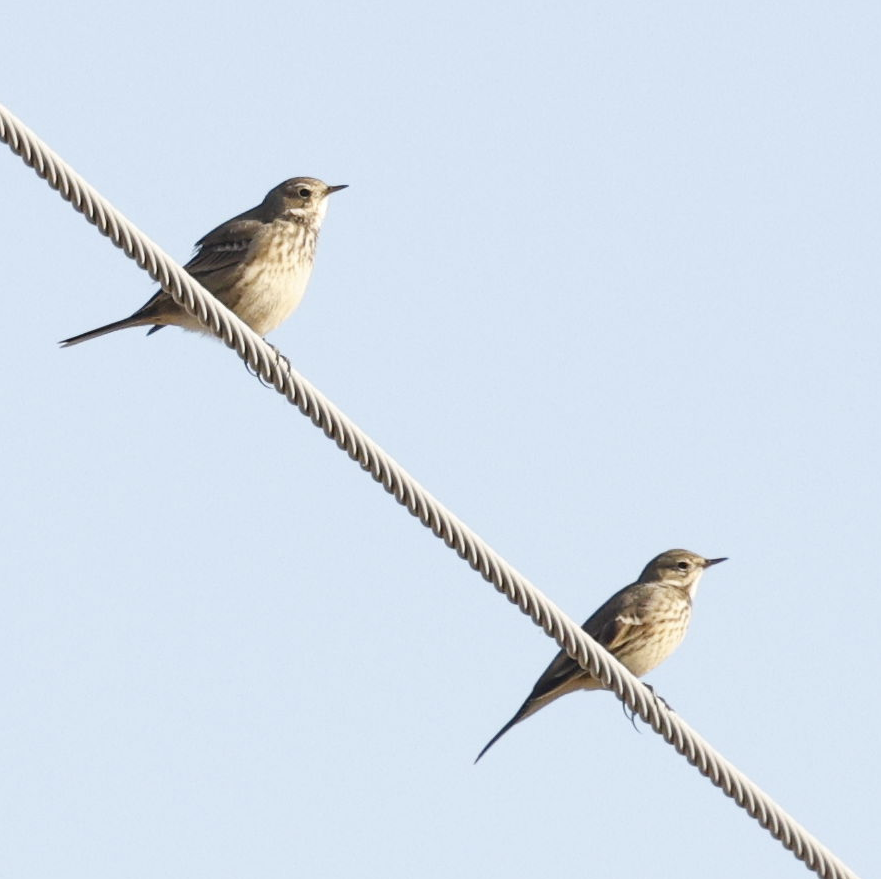 American Pipit - ML646592659