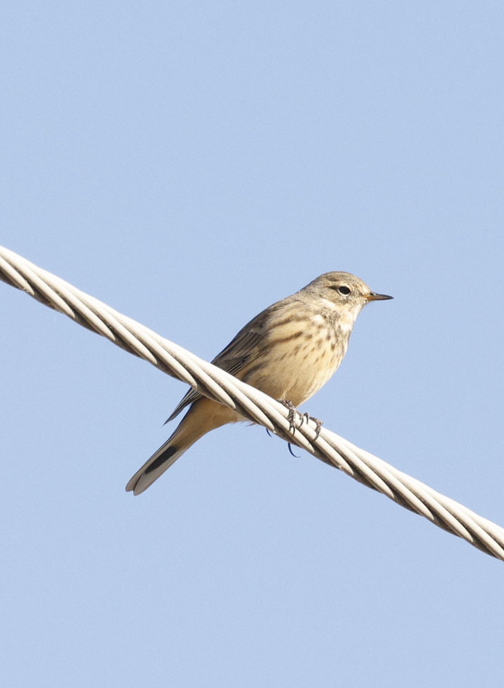 American Pipit - ML646592660