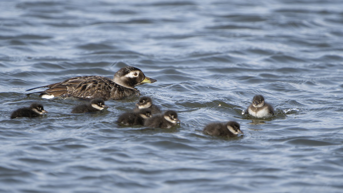 Long-tailed Duck - ML646592662
