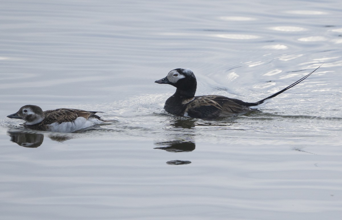 Long-tailed Duck - ML646592663