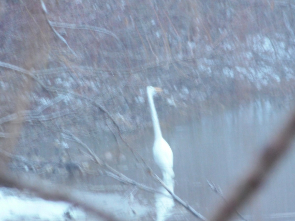 Great Egret - ML646592664
