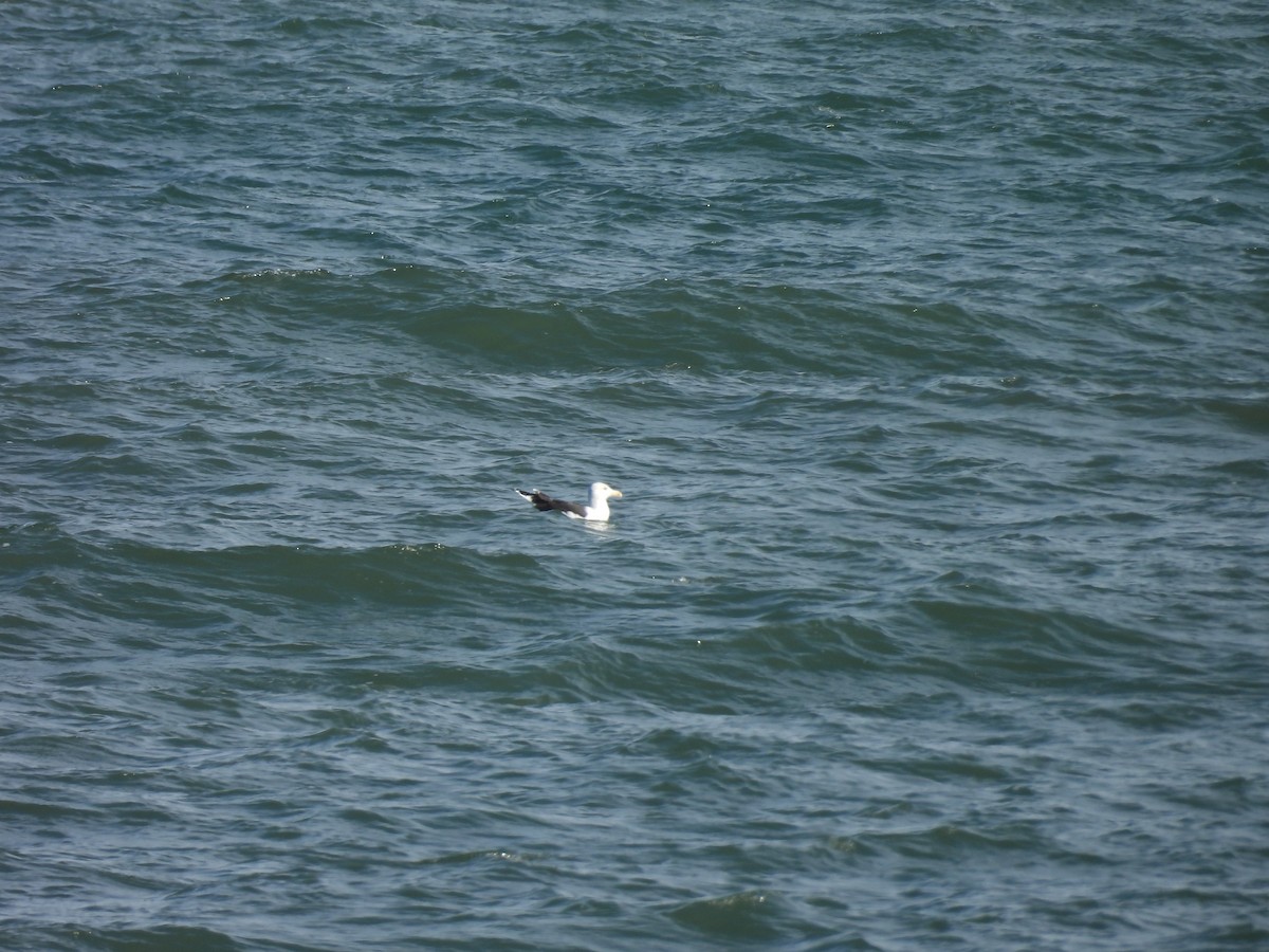 Great Black-backed Gull - ML646592665