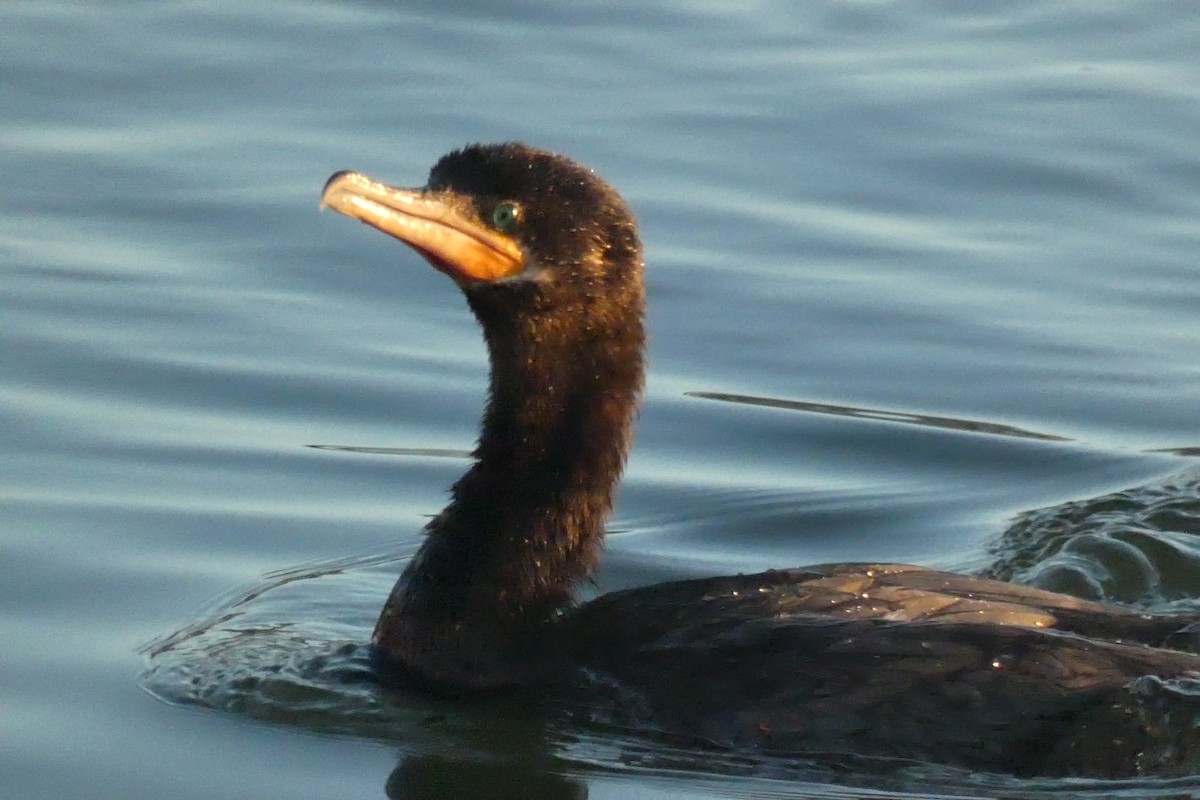 Neotropic Cormorant - ML646592668