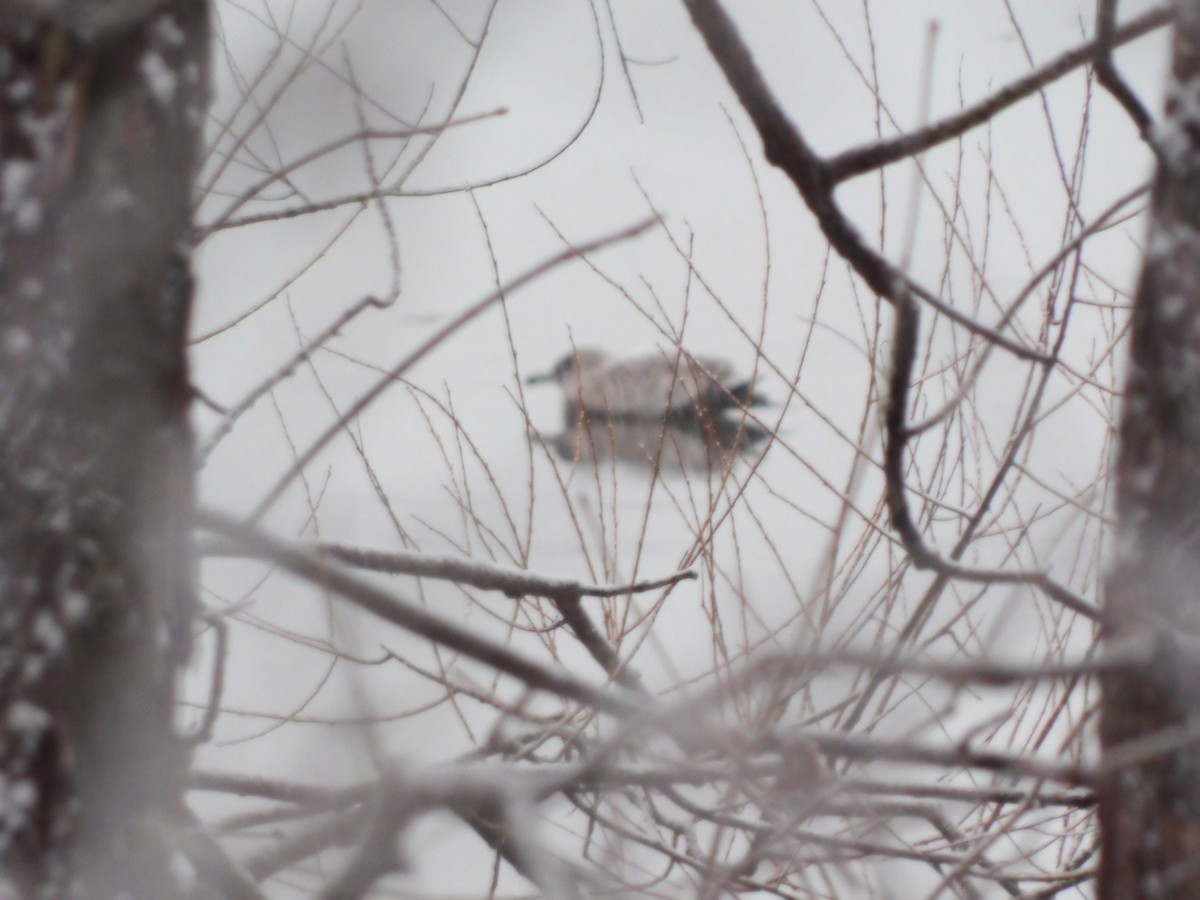 American Herring Gull - ML646592672