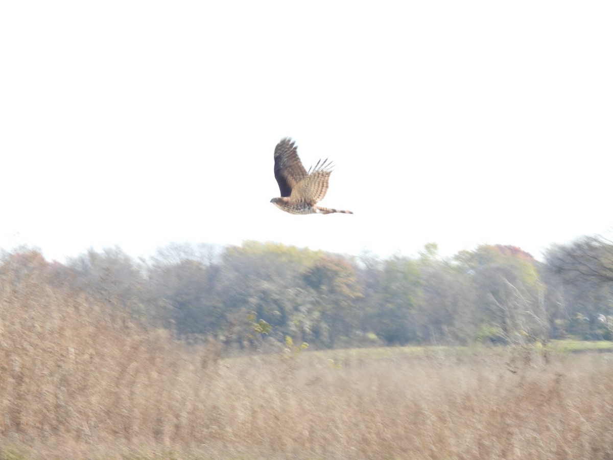 Cooper's Hawk - ML646592673