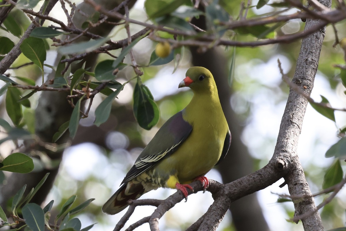 African Green-Pigeon - ML646592679