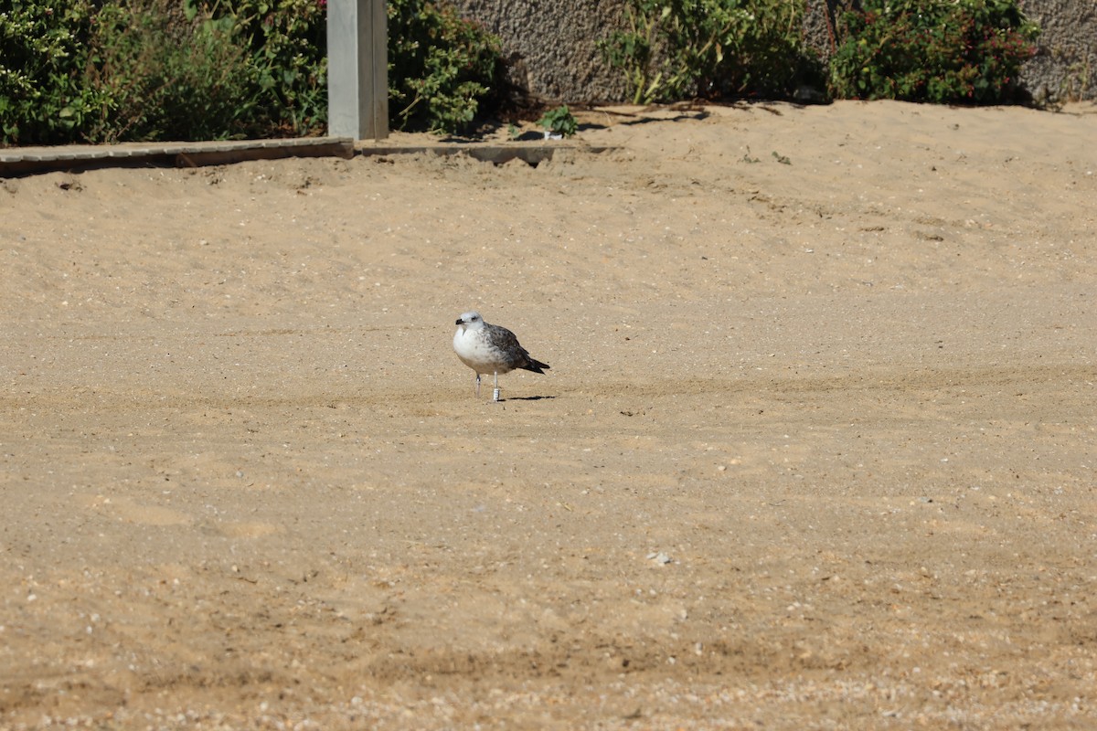 Клуша - ML646592684