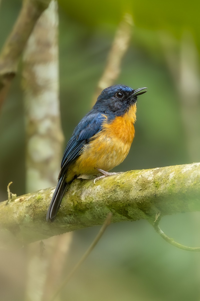 Sulawesi Blue Flycatcher (Sulawesi) - ML646592685