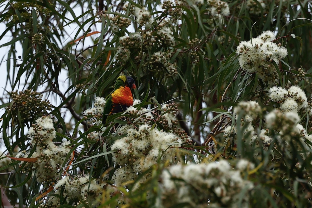 Радужный лорикет - ML646592687