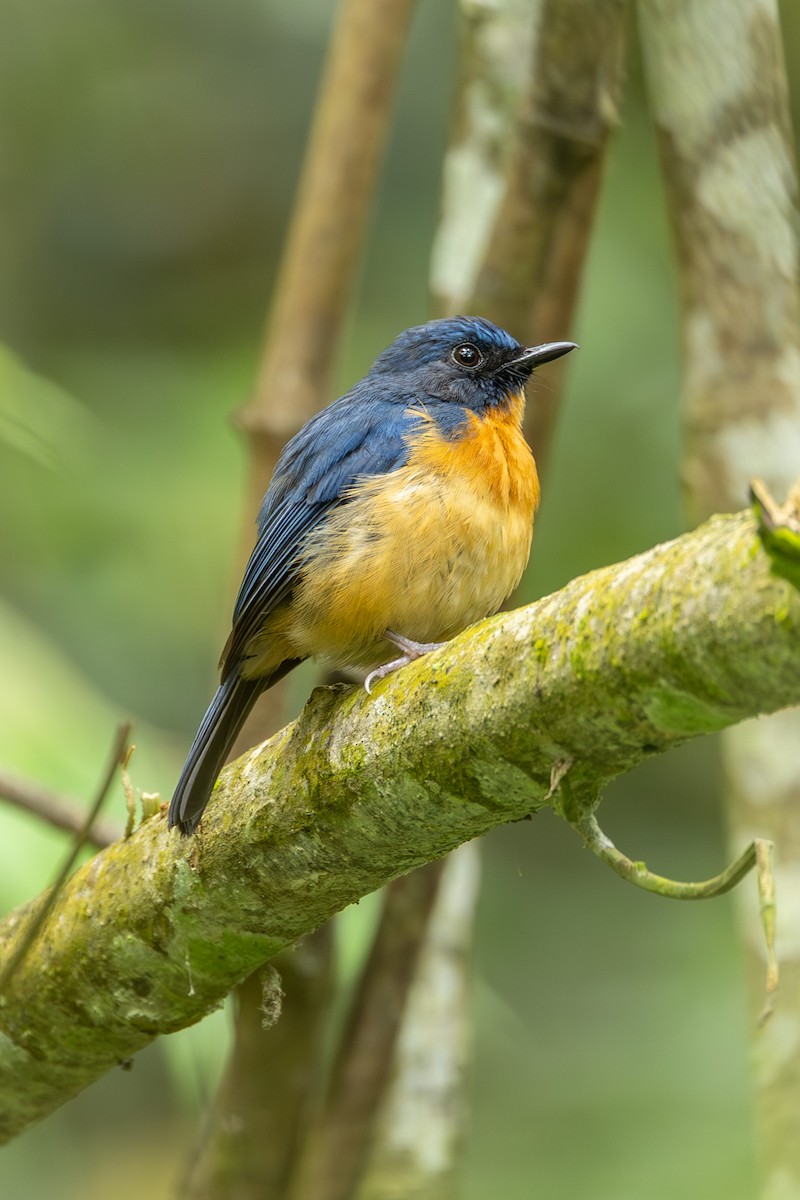 Sulawesi Blue Flycatcher (Sulawesi) - ML646592689