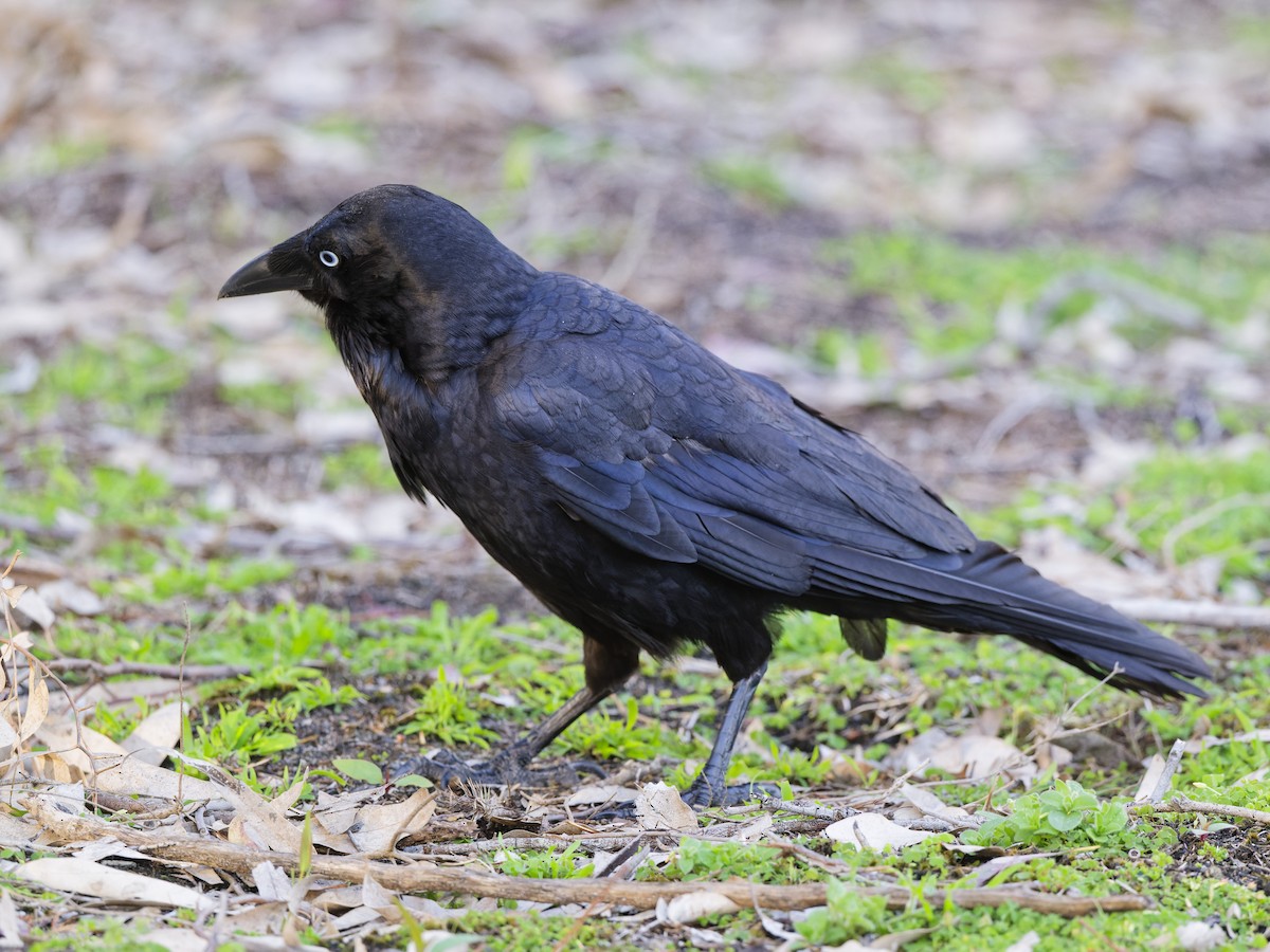 ミナミコワタリガラス - ML646592691