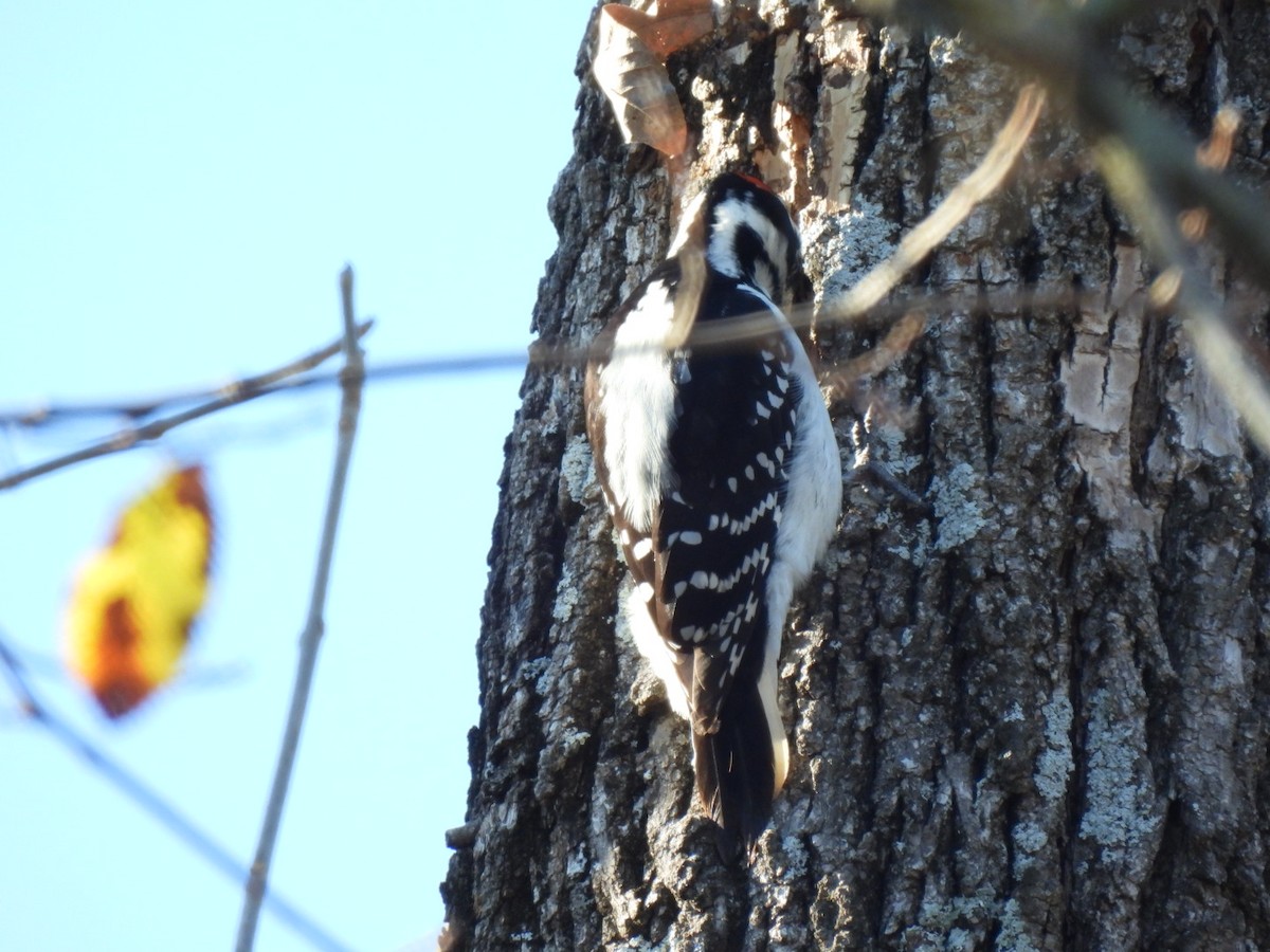 Hairy Woodpecker - ML646592692