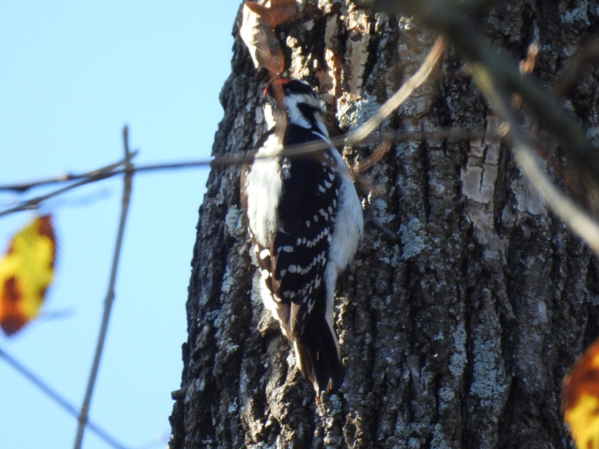 Hairy Woodpecker - ML646592693