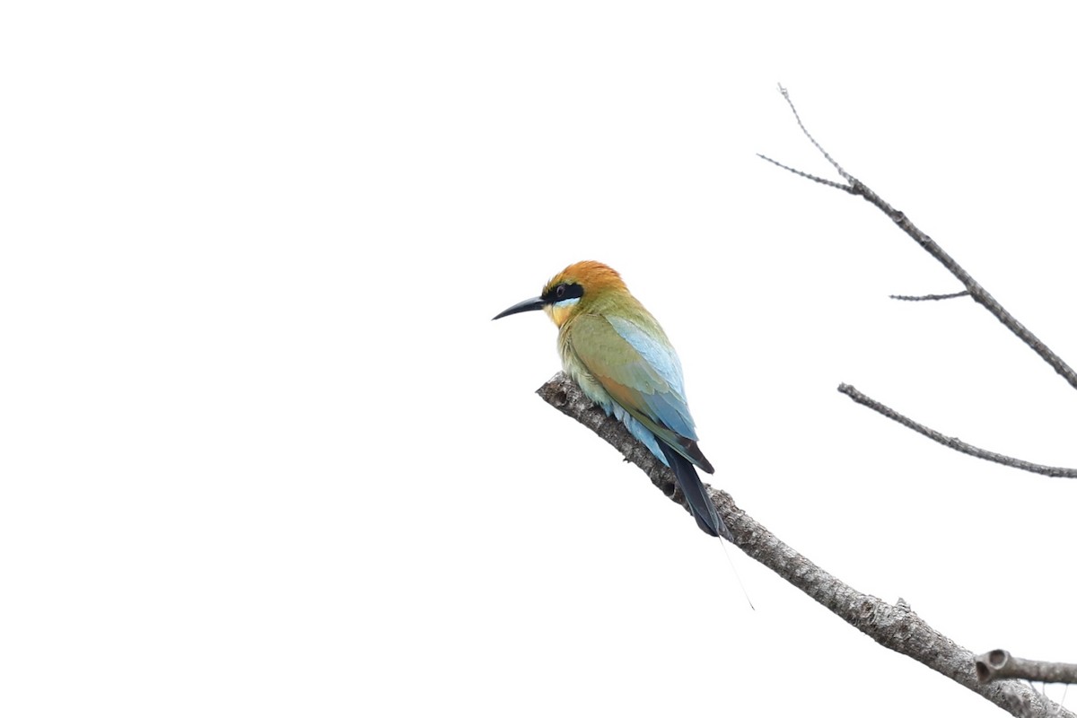 Радужная щурка - ML646592694