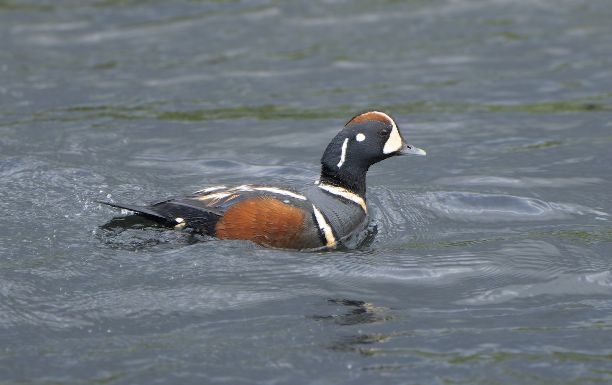 Palyaço Ördeği - ML646592695